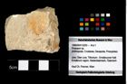 Foto (Objekt + Etikett) von Prosopon sp.  (NHMW-GEO-1990-0041-3293)
